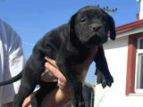 Kali̇teli̇ İtalyan Masti̇ff Cane Corso Yavrular