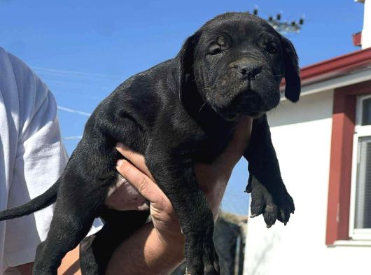 Kali̇teli̇ İtalyan Masti̇ff Cane Corso Yavrular görsel