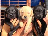 ORJİNAL KANADA LABRADOR YABRULAR HAZIR