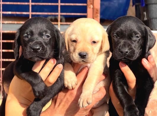 Orji̇nal Kanada Labrador Yabrular Hazir