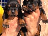 Kizil-Si̇yah Doberman Yavrular Mevcut