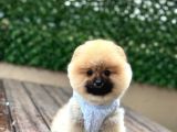 Irk Garanti̇li̇ Pomerani̇an Boo Yavrularimiz
