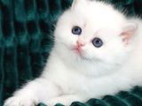 Kar Beyaz Silver British Shorthair Ns1133