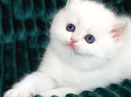 Kar Beyaz Silver British Shorthair Ns1133