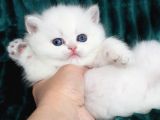 Kar Beyaz Silver British Shorthair Ns1133