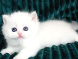 Kar Beyaz Silver British Shorthair Ns1133