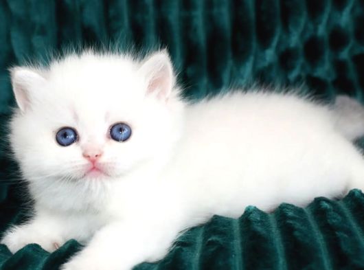 Kar Beyaz Silver British Shorthair Ns1133 görsel