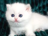Kar Beyaz Silver British Shorthair Ns1133