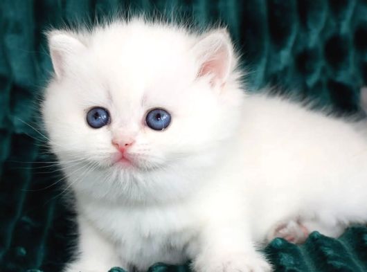 Kar Beyaz Silver British Shorthair Ns1133 görsel