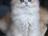 Dikkat Çekici Ay Golden British Longhair