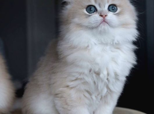 Dikkat Çekici Ay Golden British Longhair görsel