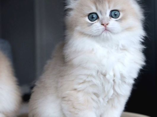 Dikkat Çekici Ay Golden British Longhair görsel