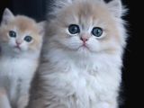 Dikkat Çekici AY Golden British Longhair