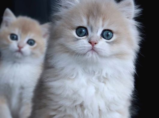 Dikkat Çekici Ay Golden British Longhair