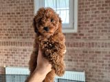 Toy Poodle Red
