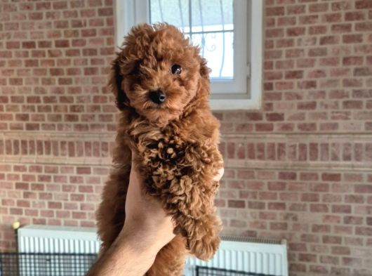 Toy Poodle Red görsel