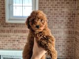 Toy Poodle Red