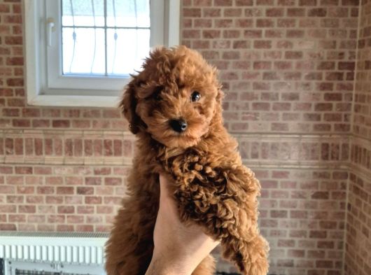 Toy Poodle Red görsel