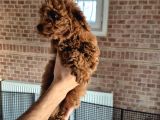 Toy poodle red