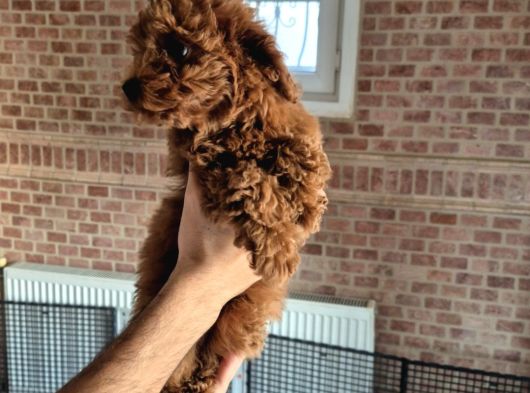 Toy Poodle Red