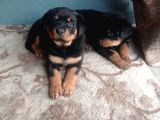 Dişi Rotweiler Yavruları