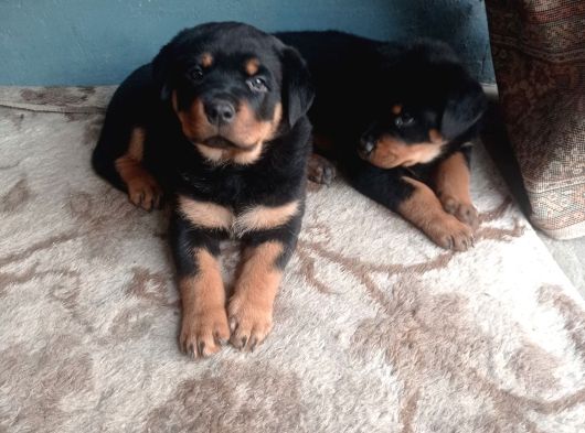 Dişi Rotweiler Yavruları görsel