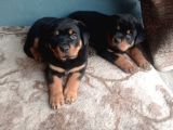 Dişi rotweiler yavruları