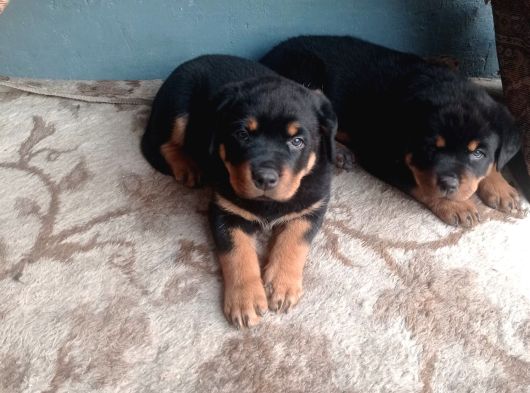 Dişi Rotweiler Yavruları görsel