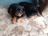 Dişi Rotweiler Yavruları