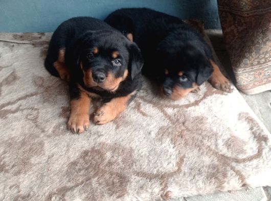 Dişi Rotweiler Yavruları görsel