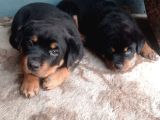 Dişi Rotweiler Yavruları
