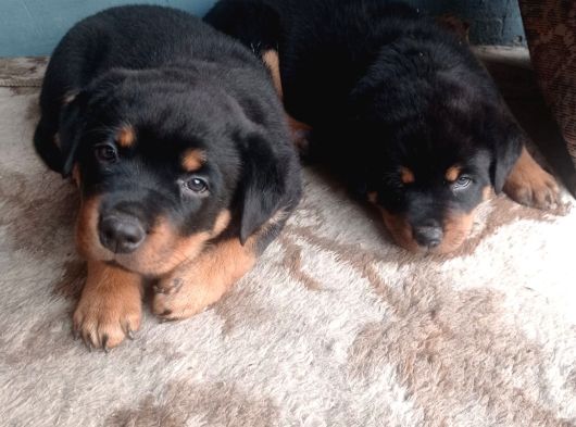 Dişi Rotweiler Yavruları görsel