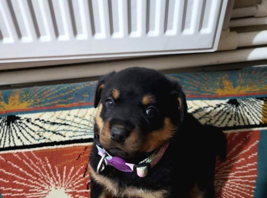 Rottwei̇ler Yavrularimiz görsel