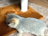 Orijinal Britis Shorthair Black Golden