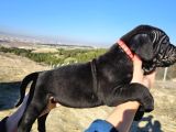 Corsotürk Ten Dev Dişi Cane Corso Yavrular