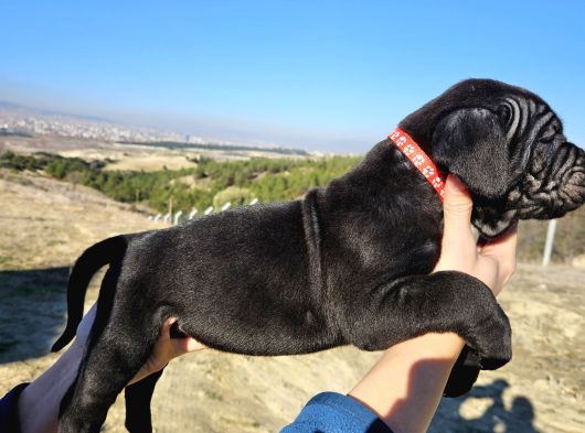 Corsotürk Ten Dev Dişi Cane Corso Yavrular görsel
