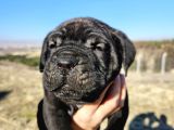 Corsotürk Ten Dev Dişi Cane Corso Yavrular