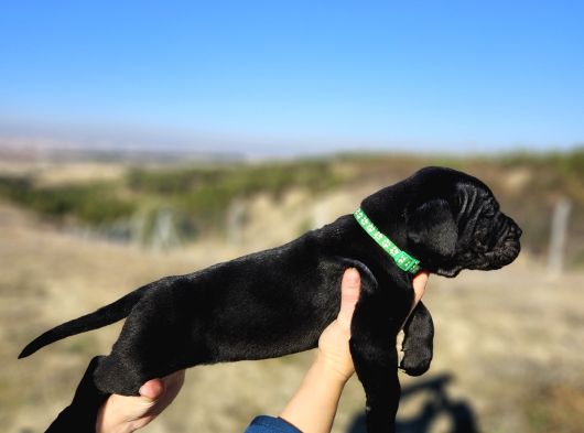 Corsotürk Ten Dev Dişi Cane Corso Yavrular görsel