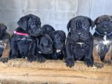 CorsoTürk ten Dev Dişi Cane Corso Yavrular
