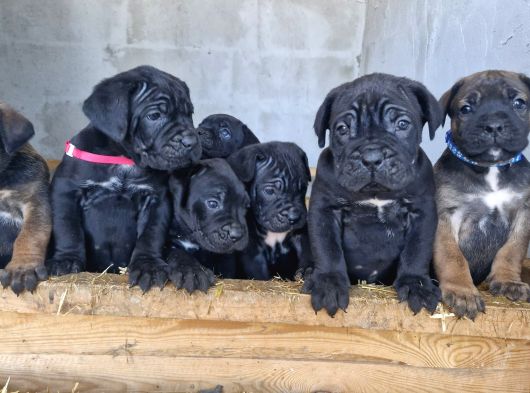 Corsotürk Ten Dev Dişi Cane Corso Yavrular