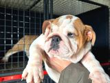 Üst Düzey Ingiliz Buldog Yavrular