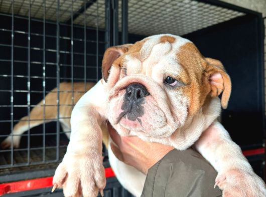Üst Düzey Ingiliz Buldog Yavrular görsel