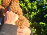 Poodle Yavrular Evdoğumu