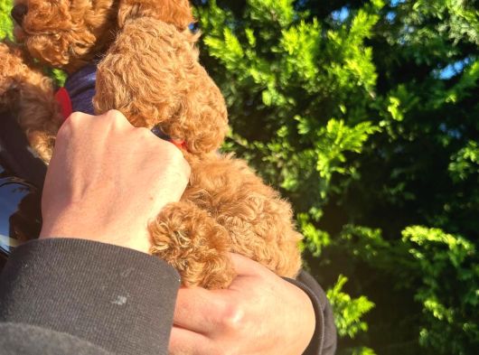 Poodle Yavrular Evdoğumu görsel