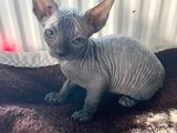 Eşşiz Görünümüyle Od Eyes Safkan Sfenxlee