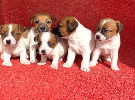 Jack Russel Bebekler Hazir görsel