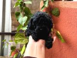 Toy Poodle