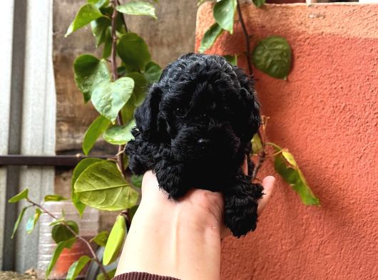 Toy Poodle