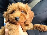 Maltipoo yavru erkek ped eğitimli
