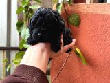 Toy Poodle